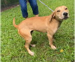 Small #1 Labrador Retriever Mix