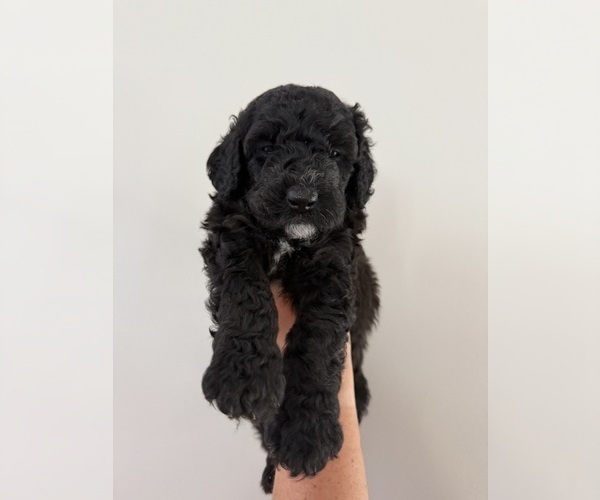 Medium Photo #82 Bernedoodle Puppy For Sale in MOULTON, AL, USA