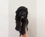 Small Photo #3 Bernedoodle Puppy For Sale in MOULTON, AL, USA
