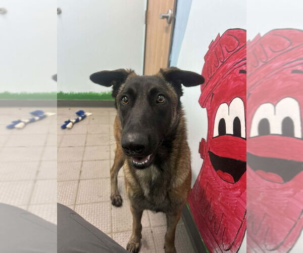 Medium Photo #2 Mutt Puppy For Sale in Imlay City, MI, USA