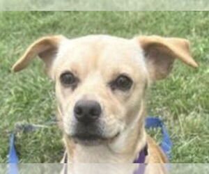 Mutt Dogs for adoption in Canton, CT, USA