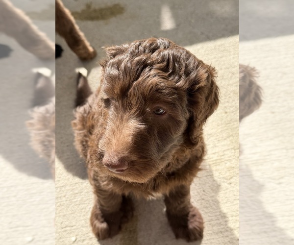 Medium Photo #11 Labradoodle Puppy For Sale in HUGER, SC, USA