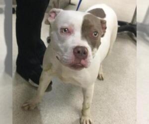 Mutt Dogs for adoption in Riverside, CA, USA