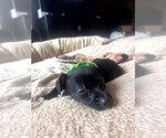 Small #1 Chiweenie