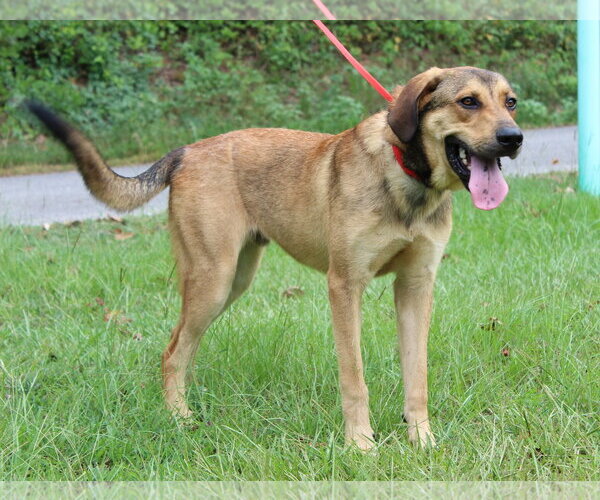 Medium Photo #2 Mutt Puppy For Sale in Prattville, AL, USA