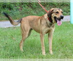 Small #1 Mutt