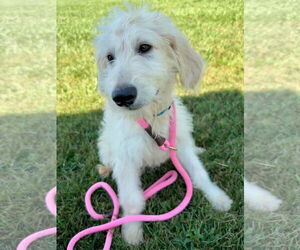Goldendoodle Dogs for adoption in Pacolet, SC, USA