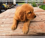 Small #3 Golden Retriever