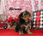 Small #14 Yorkshire Terrier