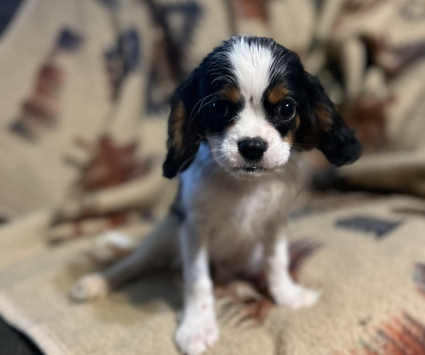 Medium Photo #1 Cavalier King Charles Spaniel Puppy For Sale in ATOKA, OK, USA