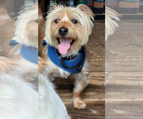 Medium Photo #4 Silky Terrier-Unknown Mix Puppy For Sale in Greenville, SC, USA