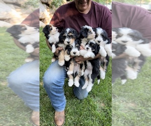Bernedoodle (Miniature) Puppy for sale in OGDEN, UT, USA