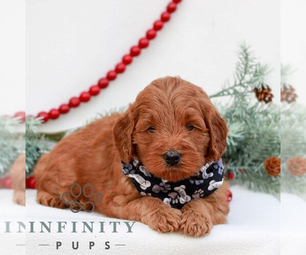 Medium Photo #4 Goldendoodle (Miniature) Puppy For Sale in NARVON, PA, USA