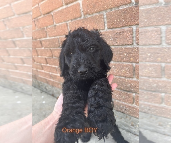 Medium Photo #1 Goldendoodle Puppy For Sale in LULING, LA, USA