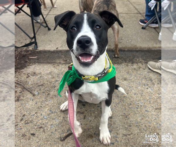 Medium Photo #7 Labrador Retriever-Unknown Mix Puppy For Sale in Washington, DC, USA