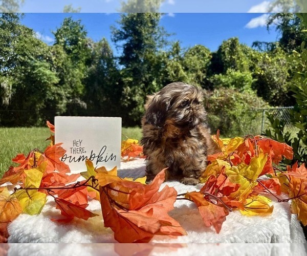 Medium Photo #2 Shih Tzu Puppy For Sale in DADE CITY, FL, USA