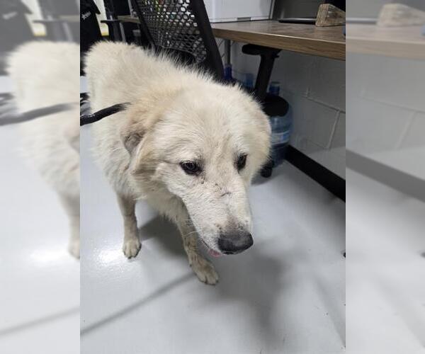 Medium Photo #1 Great Pyrenees Puppy For Sale in Temple, TX, USA