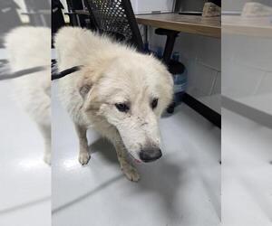 Great Pyrenees Dogs for adoption in Temple, TX, USA