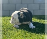 Small #4 English Bulldog