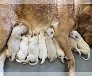 Golden Retriever Puppy for sale in ALPINE, CA, USA