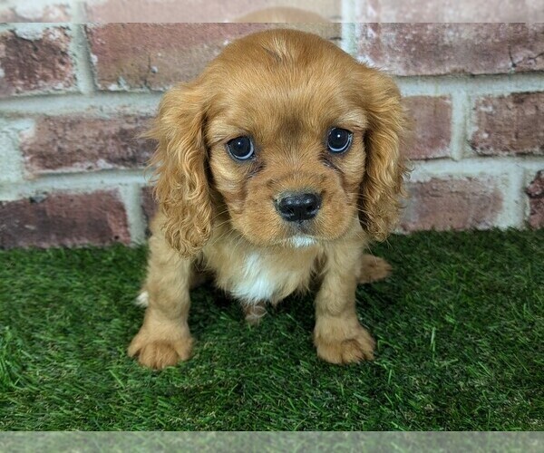 Medium Photo #3 Cavalier King Charles Spaniel Puppy For Sale in MOBERLY, MO, USA