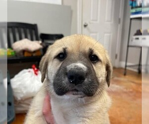 German Shepherd Dog Dogs for adoption in Bolivar, MO, USA