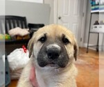 Small German Shepherd Dog