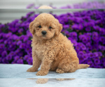 Puppy Summer Goldendoodle (Miniature)