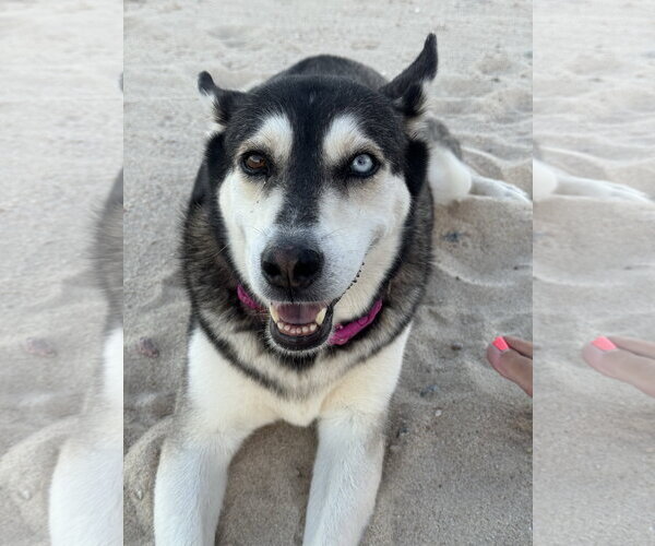 Medium Photo #3 Siberian Husky-Unknown Mix Puppy For Sale in Anchorage, AK, USA