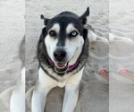 Small #2 Siberian Husky Mix