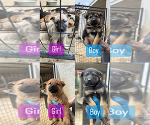 German Shepherd Dog Puppy for sale in MORENO VALLEY, CA, USA