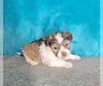 Small Photo #7 Havanese Puppy For Sale in SHAWNEE, OK, USA