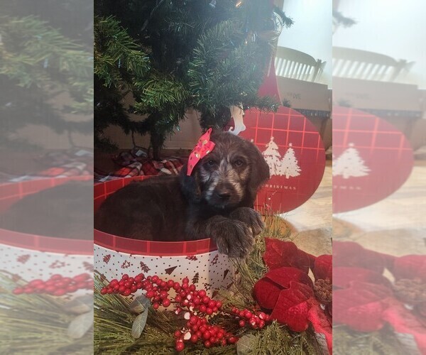 Medium Photo #1 Labradoodle Puppy For Sale in MONTROSE, CO, USA