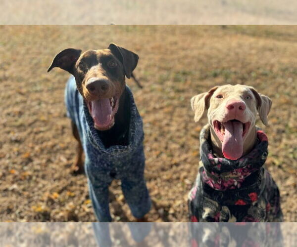 Medium Photo #4 Doberman Pinscher Puppy For Sale in Buffalo, MN, USA
