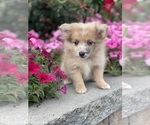 Small #5 Pomeranian