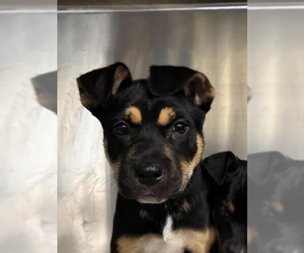 Medium Photo #1 German Shepherd Dog-Unknown Mix Puppy For Sale in Bakersfield, CA, USA