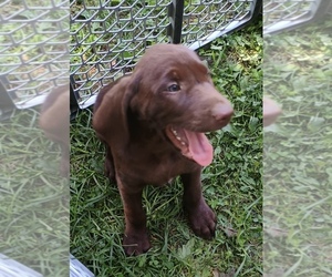 Labrador Retriever Puppy for sale in BRISTOL, TN, USA