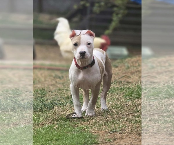 Medium Photo #2 Mutt Puppy For Sale in Spotsylvania, VA, USA