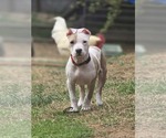 Small #1 Mutt