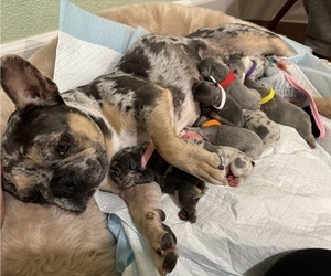 French Bulldog Litter for sale in PLEASANTON, CA, USA