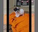 Small #2 Maltipoo (Toy)