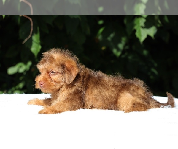 Medium Photo #11 Yorkiepoo mix (+ Poodle Toy) Puppy For Sale in DYERSBURG, TN, USA