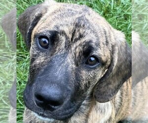 Labrador Retriever-Mountain Cur Mix Dogs for adoption in POTTSTOWN, PA, USA