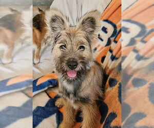 Brussels Griffon-Unknown Mix Dogs for adoption in Agoura Hills, CA, USA