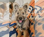 Small Brussels Griffon Mix