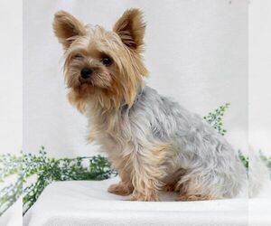 Mother of the Yorkshire Terrier puppies born on 06/14/2025