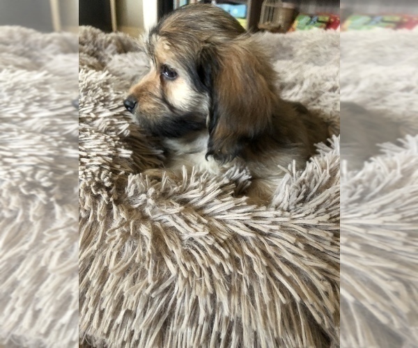 Medium Photo #3 Dachshund-Havanese Mix Puppy For Sale in RICHMOND HILL, GA, USA