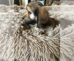 Small Photo #3 Dachshund-Havanese Mix Puppy For Sale in RICHMOND HILL, GA, USA