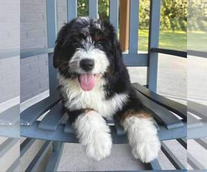 Bernedoodle Puppy for sale in FRANKLIN, IN, USA