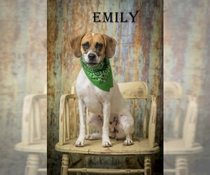 Mutt Dogs for adoption in North Myrtle Beach, SC, USA